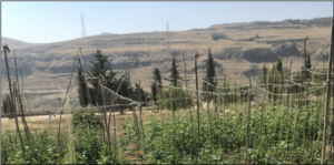 Vegetables grow at the farm at Ain Dara, Mount Lebanon 