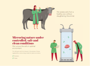 Graphic showing how Aleph Farms mirrors nature 