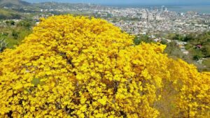 Poui tree in bloom