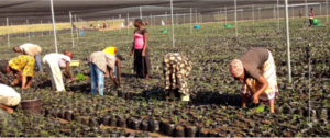 Bamboo Farmers on Field