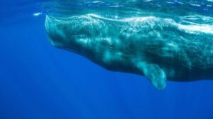 Sperm whale just below the surface of the ocean
