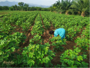 A regenerative cotton farm in Andhra Pradesh, India.