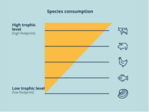 Oceano Fresco Species Consumption Chart