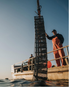 Oceano Fresco harvesting.