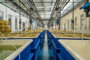 Inside Oceano Fresco Hatchery.