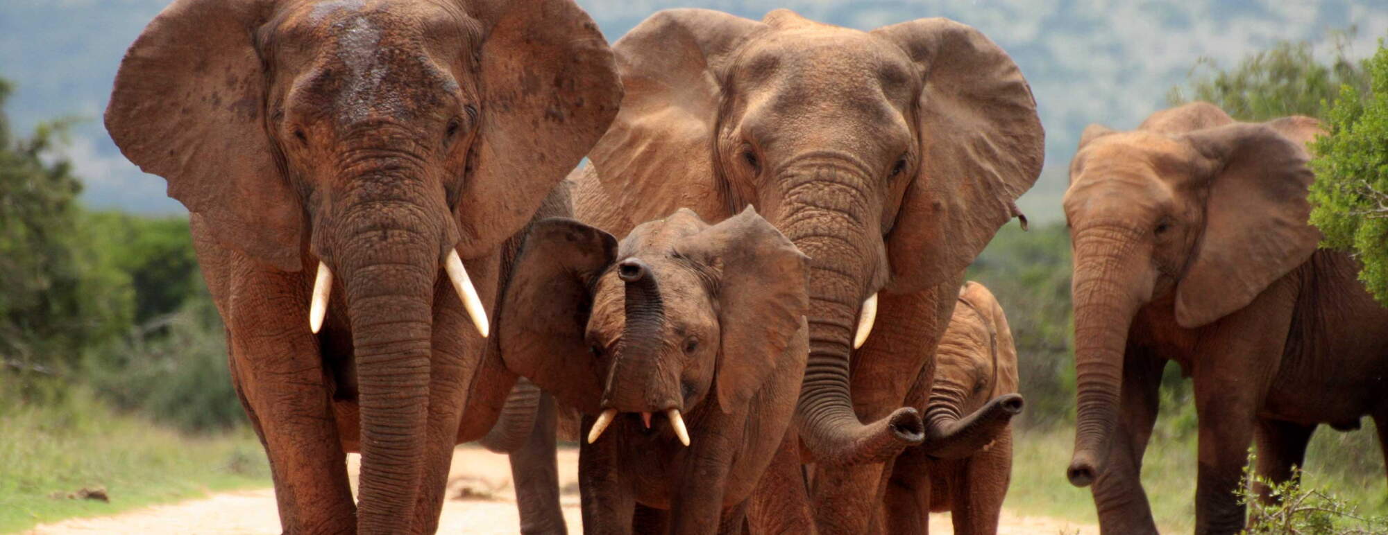 Elephants in Africa
