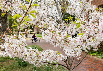 spring campus scene