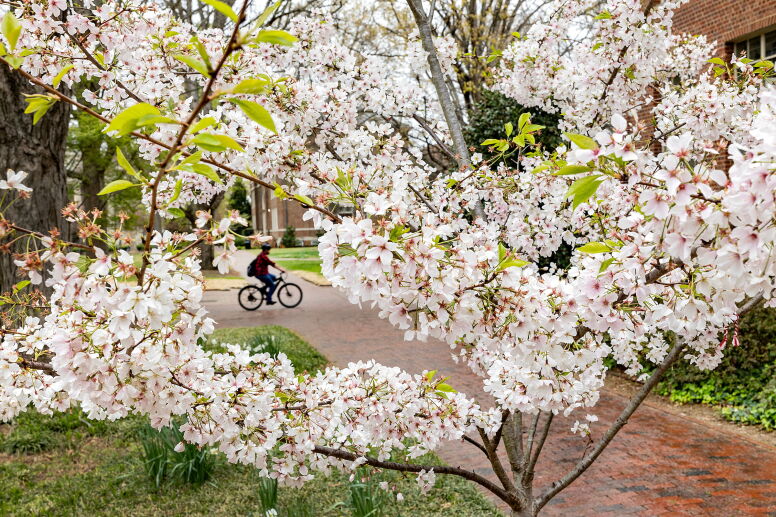 spring campus scene