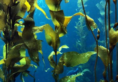 Seaweed under the water
