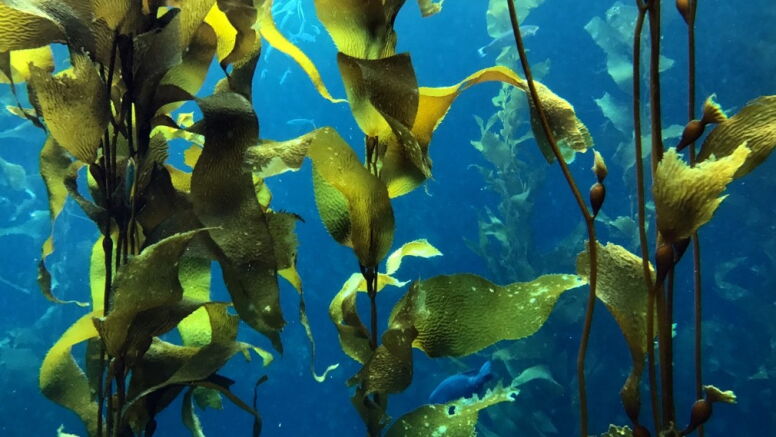 Seaweed under the water