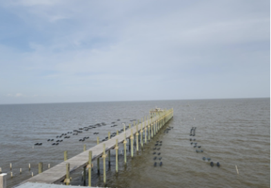 Bama Bay Oyster Farm