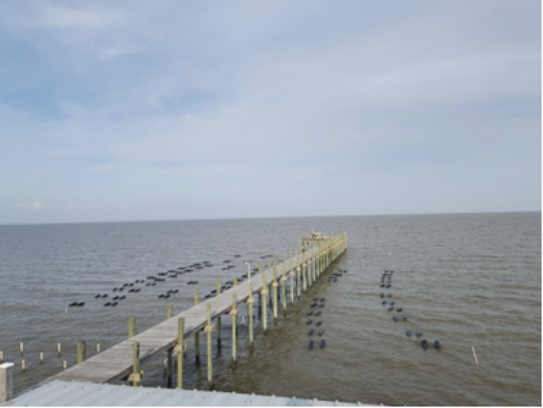 Bama Bay Oyster Farm