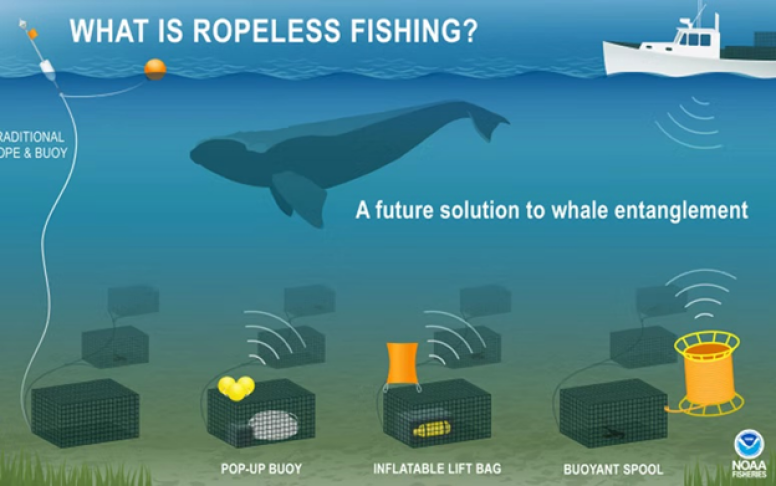 What is ropeless fishing?