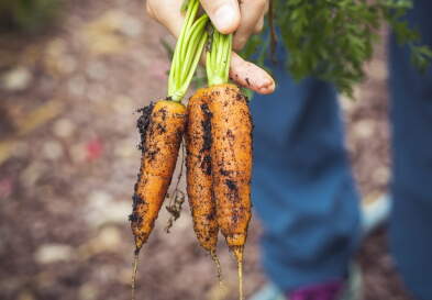 Two carrots freshly pulled out of ground with dirt on them