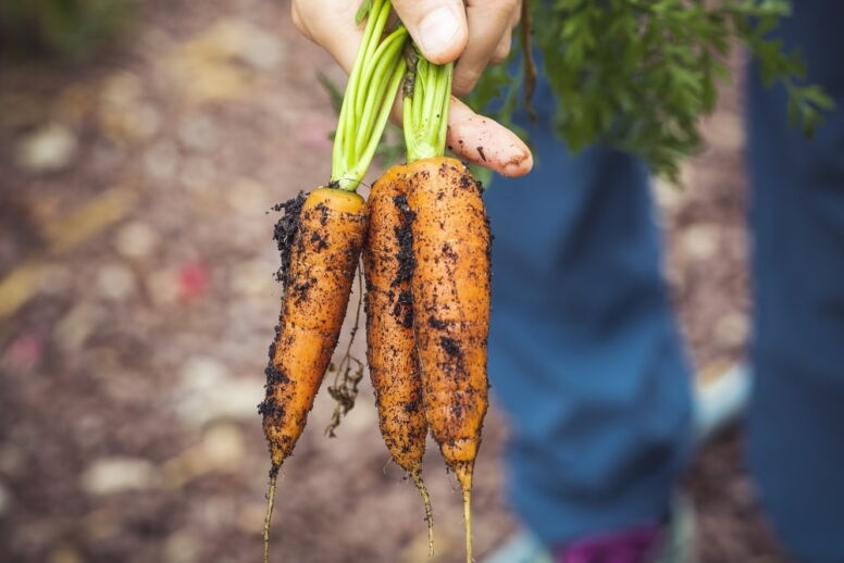 Two carrots freshly pulled out of ground with dirt on them