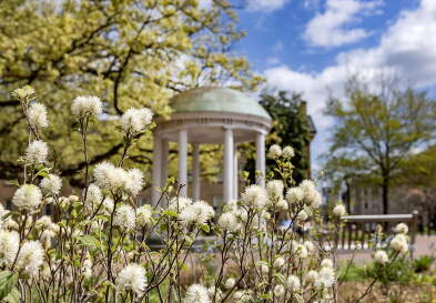 The Old Well blurred behind white flowers.