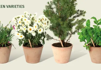 Plantable pencils in pots with plant they contain seeds for