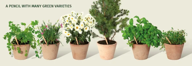Plantable pencils in pots with plant they contain seeds for