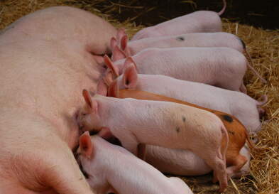 Piglets drinking from their mother