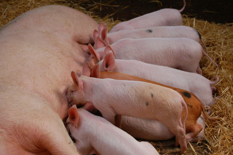 Piglets drinking from their mother
