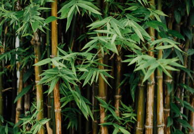 Bamboo Stalks