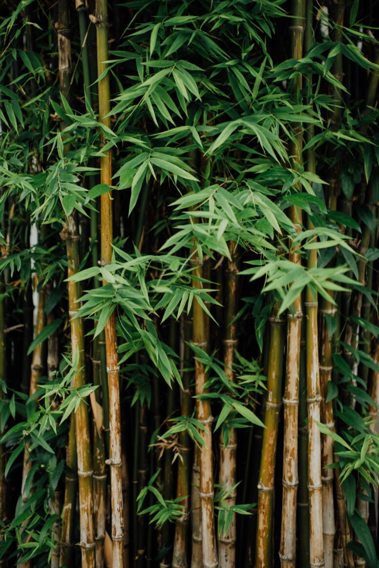 Bamboo Stalks